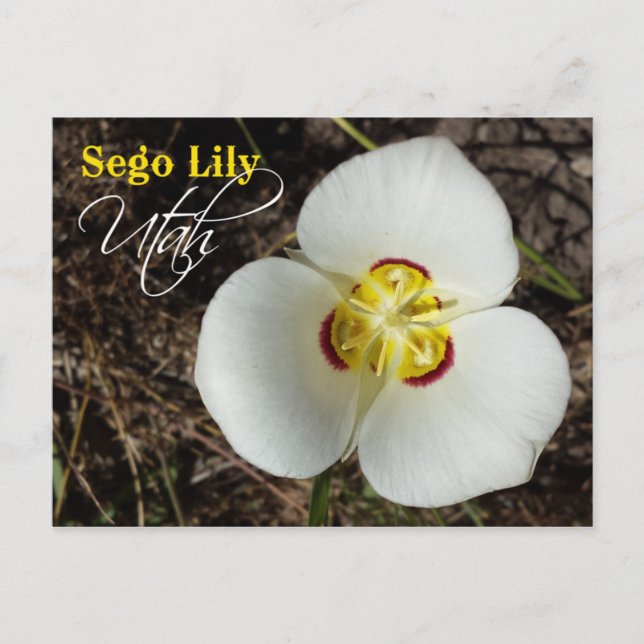 Utah State Flower: Sego Lily Vykort (Framsida)