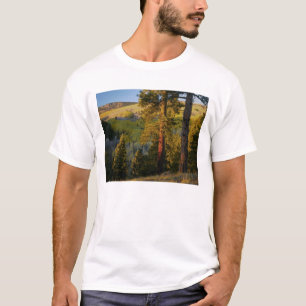 UTAH. Tallgrova tallar & asp, höst. Soluppgång, Tee