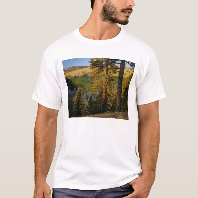 UTAH. Tallgrova tallar & asp, höst. Soluppgång, Tee (Framsida)
