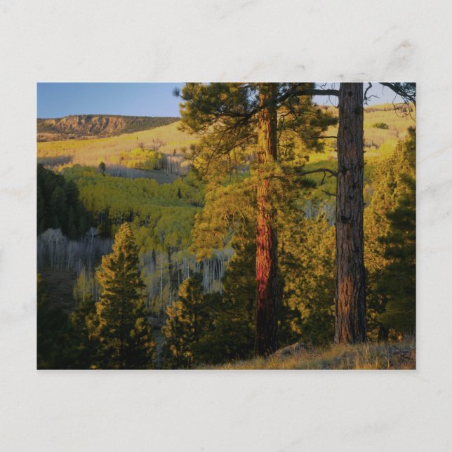 UTAH. Tallgrova tallar & asp, höst. Soluppgång, Vykort (Framsida)