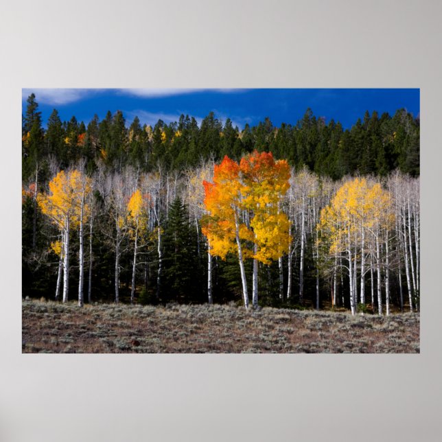 Utah, USA. Asp (Populus Tremuloides) 2 Poster (Framsidan)