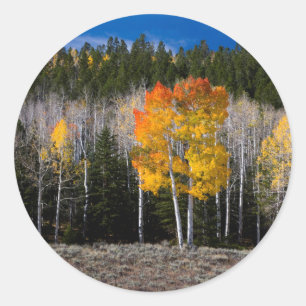 Utah, USA. Asp (Populus Tremuloides) 2 Runt Klistermärke