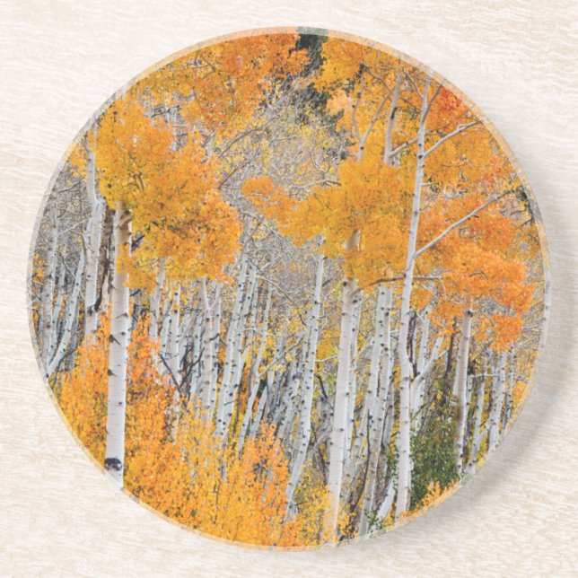 Utah, USA. Asp (Populus Tremuloides) 4 Underlägg (Framsidan)