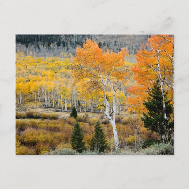 Utah, USA. Aspänn och videsnår Vykort (Framsida)