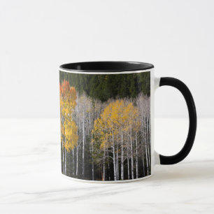 Utah, USA. Aspänn (Populus Tremuloides) 2 Mugg