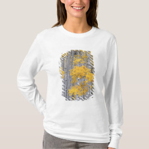 UTAH. USA. Aspen grove (Populus tremuloides) i Tröja