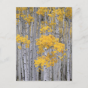 UTAH. USA. Aspen grove (Populus tremuloides) i Vykort