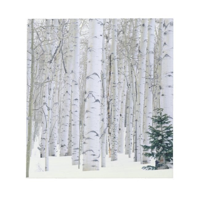 UTAH. USA. Aspen (Populus tremuloides) & Douglas Anteckningsblock (Framsida)