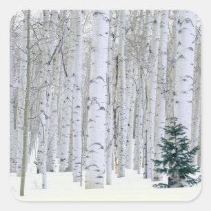 UTAH. USA. Aspen (Populus tremuloides) & Douglas Fyrkantigt Klistermärke