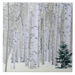 UTAH. USA. Aspen (Populus tremuloides) & Douglas Kakelplatta