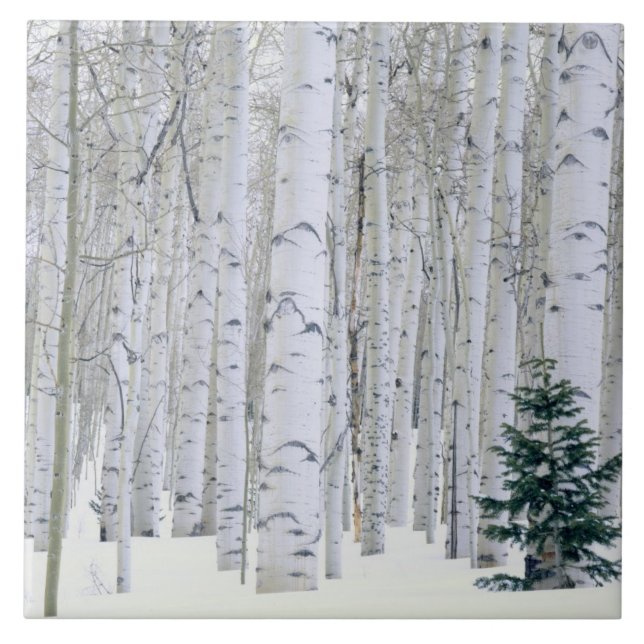 UTAH. USA. Aspen (Populus tremuloides) & Douglas Kakelplatta (Framsidan)