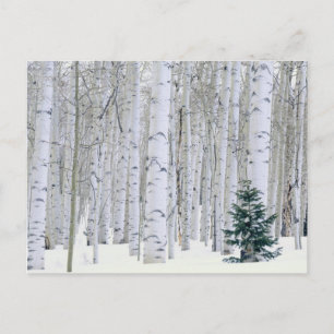 UTAH. USA. Aspen (Populus tremuloides) & Douglas Vykort