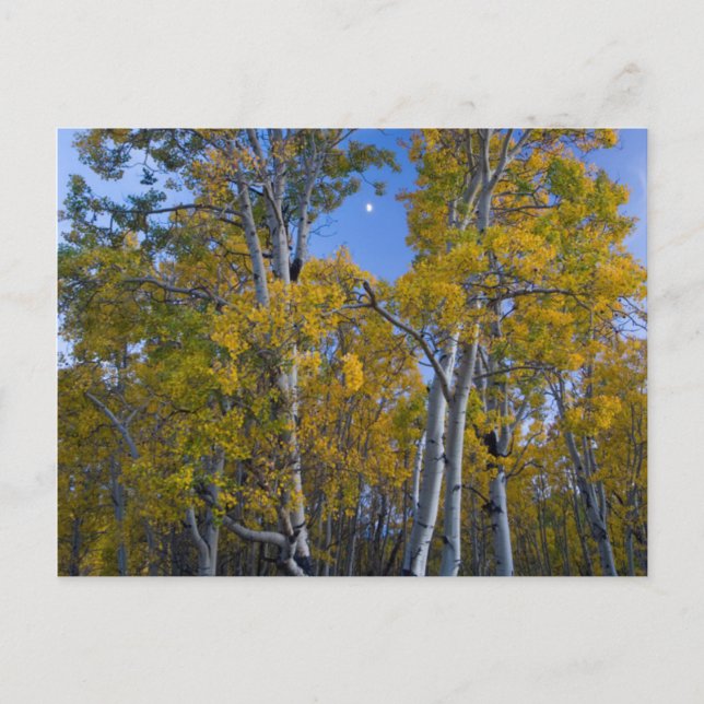 Utah. USA. Aspen Träd och Måne i Dusk Vykort (Framsida)