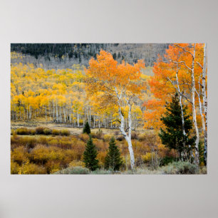 Utah, USA. Aspen Träd och Willow Thickets Poster