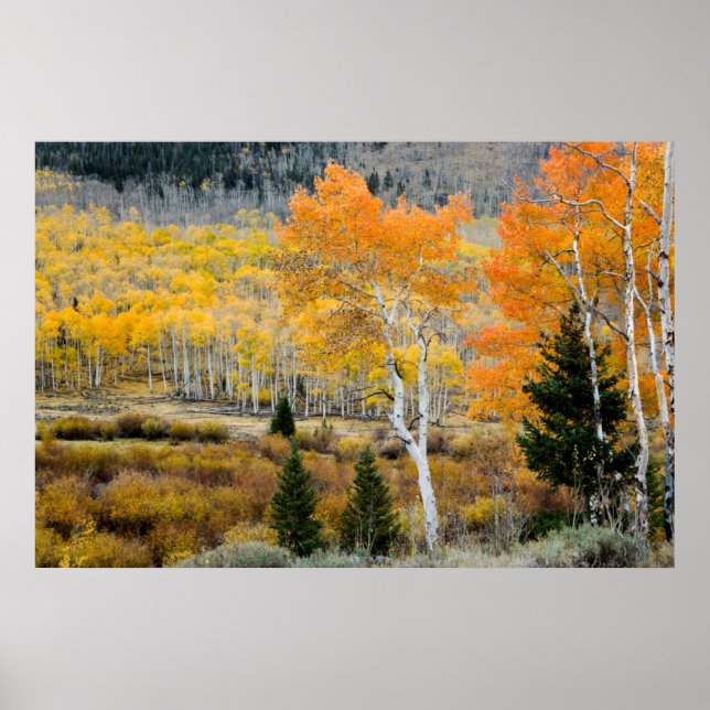 Utah, USA. Aspen Träd och Willow Thickets Poster (Framsidan)