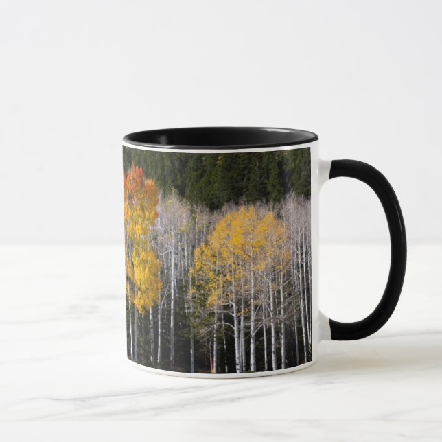 Utah, USA. Aspen Träd (Populus Tremuloides) 2 Mugg (Höger)