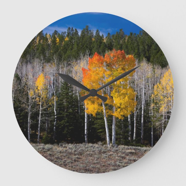 Utah, USA. Aspen Träd (Populus Tremuloides) 2 Stor Klocka (Framsida)