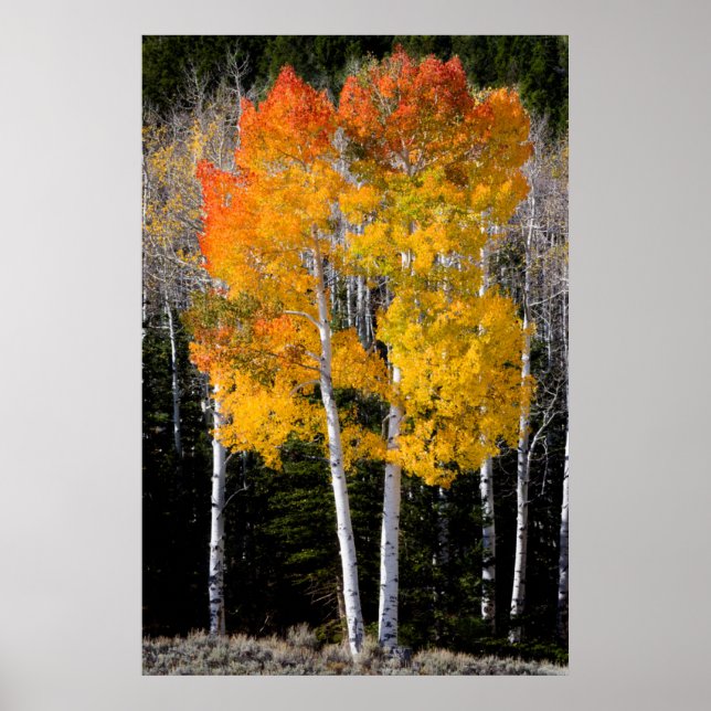 Utah, USA. Aspen Träd (Populus Tremuloides) 3 Poster (Framsidan)