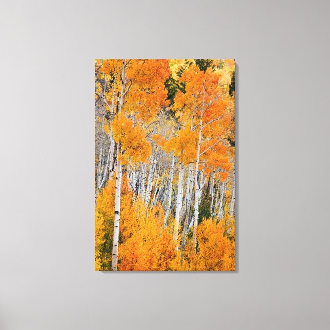 Utah, USA. Aspen Träd (Populus Tremuloides) 4 Canvastryck (Framsida)