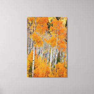 Utah, USA. Aspen Träd (Populus Tremuloides) 4 Canvastryck