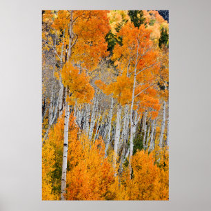 Utah, USA. Aspen Träd (Populus Tremuloides) 4 Poster