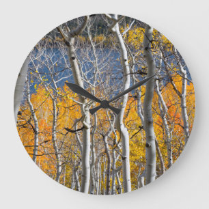 Utah, USA. Aspen Träd (Populus Tremuloides) Stor Klocka