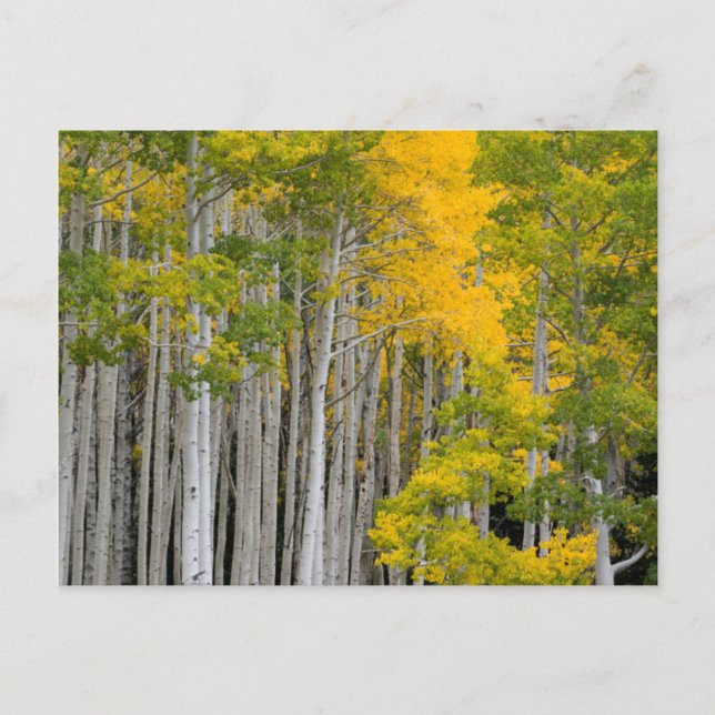 Utah. USA. Aspen Träd (Populus Tremuloides) Vykort (Framsida)
