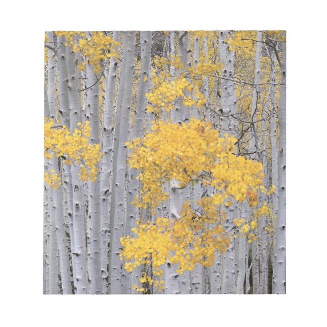 UTAH. USA. Aspenskog (Populus tremuloides) i Anteckningsblock (Framsida)