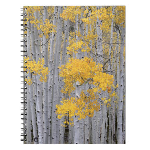 UTAH. USA. Aspenskog (Populus tremuloides) i Anteckningsbok Med Spiral