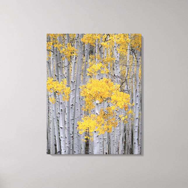 UTAH. USA. Aspenskog (Populus tremuloides) i Canvastryck (Framsida)
