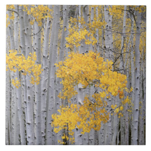 UTAH. USA. Aspenskog (Populus tremuloides) i Kakelplatta