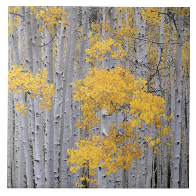 UTAH. USA. Aspenskog (Populus tremuloides) i Kakelplatta (Framsidan)