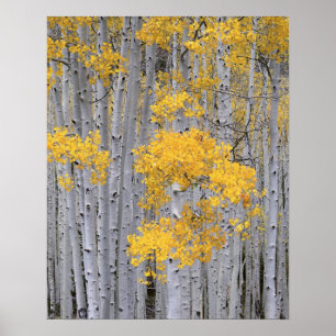 UTAH. USA. Aspenskog (Populus tremuloides) i Poster