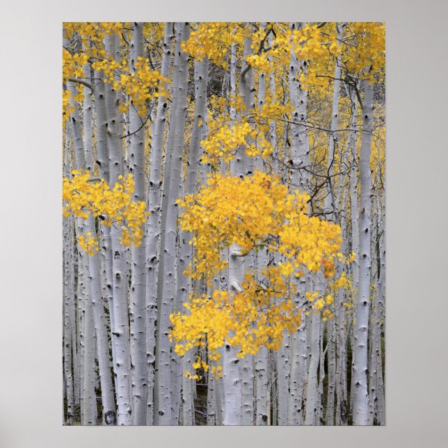 UTAH. USA. Aspenskog (Populus tremuloides) i Poster (Framsidan)