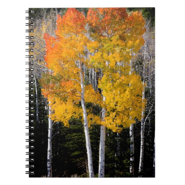 Utah, USA. Aspenträd (Populus Tremuloides) 3 Anteckningsbok (Framsidan)