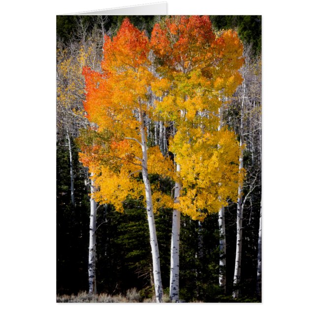 Utah, USA. Aspenträd (Populus Tremuloides) 3 Hälsningskort (Framsidan)