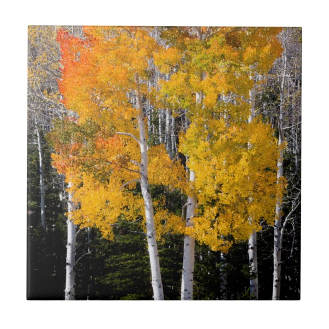 Utah, USA. Aspenträd (Populus Tremuloides) 3 Kakelplatta (Framsidan)