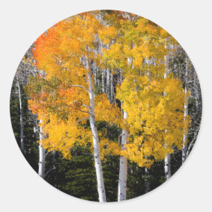 Utah, USA. Aspenträd (Populus Tremuloides) 3 Runt Klistermärke