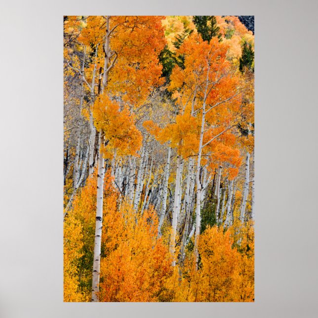 Utah, USA. Aspenträd (Populus Tremuloides) 4 Poster (Framsidan)