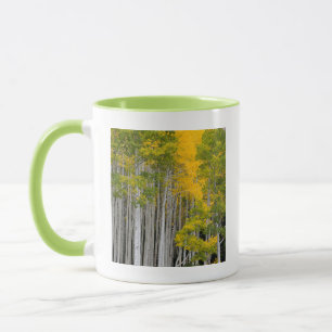 Utah. USA. Aspenträd (Populus Tremuloides) Mugg
