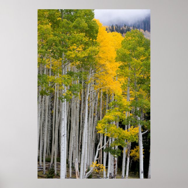 Utah. USA. Aspenträd (Populus Tremuloides) Poster (Framsidan)