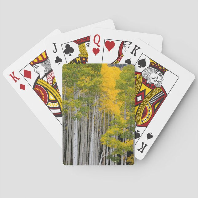 Utah. USA. Aspenträd (Populus Tremuloides) Spel Kort (Baksidan)
