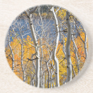 Utah, USA. Aspenträd (Populus Tremuloides) Underlägg Sandsten
