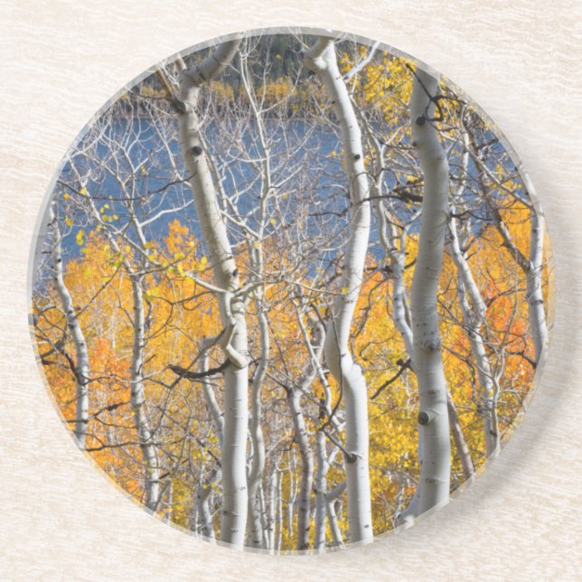 Utah, USA. Aspenträd (Populus Tremuloides) Underlägg Sandsten (Framsidan)