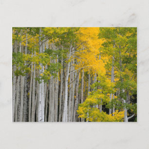 Utah. USA. Aspenträd (Populus Tremuloides) Vykort
