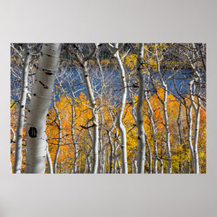 Utah, USA. Aspträd (Populus Tremuloides) Poster