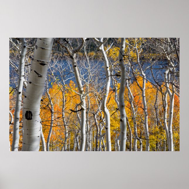 Utah, USA. Aspträd (Populus Tremuloides) Poster (Framsidan)