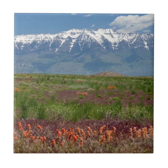Utah, USA. Mt. Timpanogos reser över Kakelplatta (Framsidan)