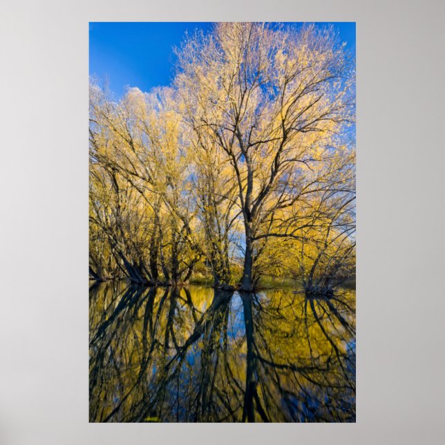 Utah. USA. Peachleaf Willow Träd Poster (Framsidan)