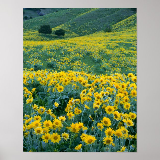 UTAH. USA. Pilbladig balsamrot Balsamorhiza Poster (Framsidan)